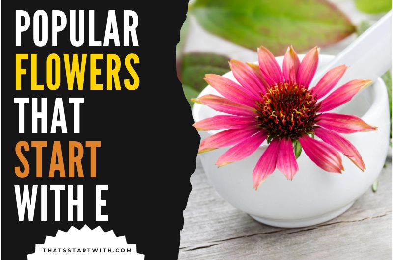 Popular Flowers That Start With E