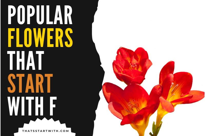 Popular Flowers That Start With F