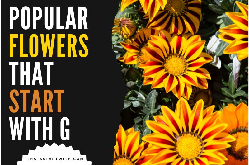 Popular Flowers That Start With G