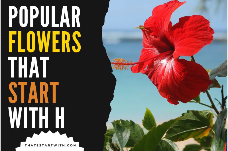 Popular Flowers That Start With H