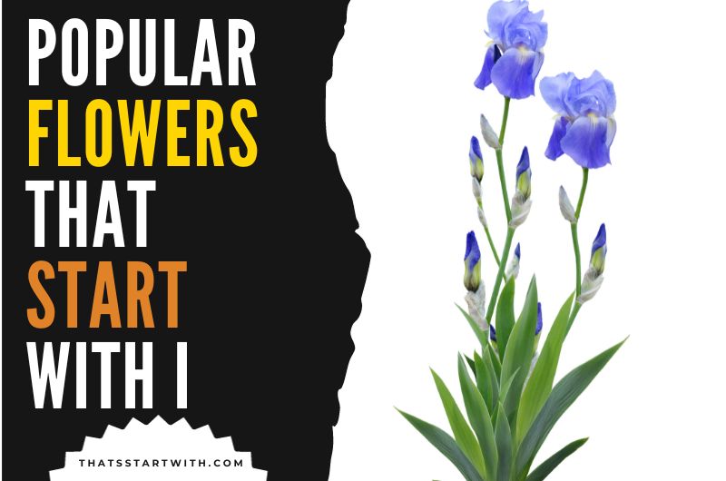 Popular Flowers That Start With I