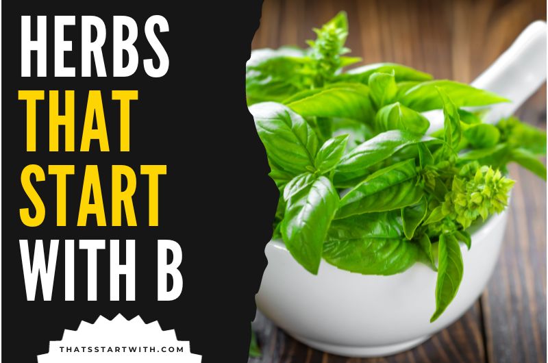 Herbs That Start With B
