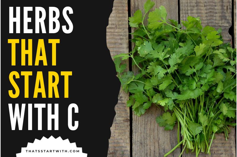 Herbs That Start With C