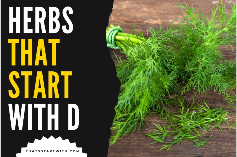 Herbs That Start With D