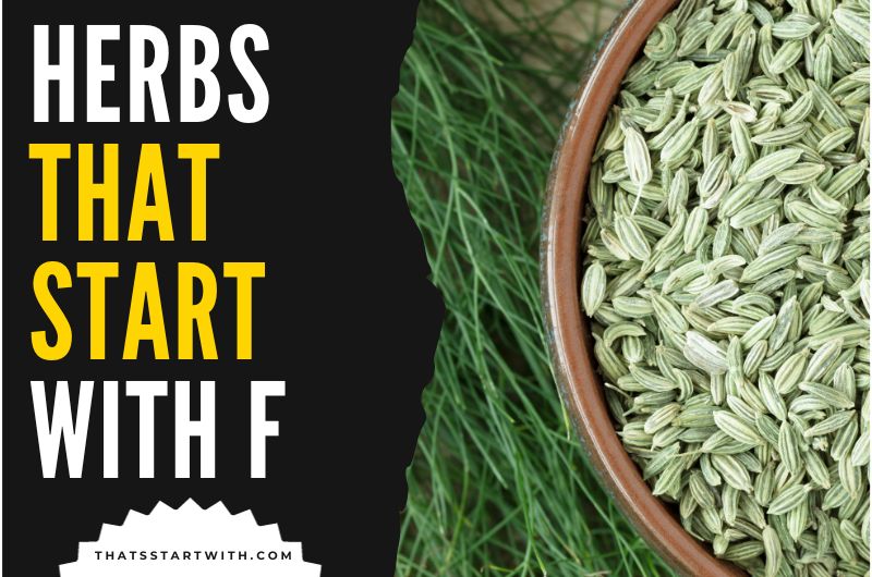 Herbs That Start With F