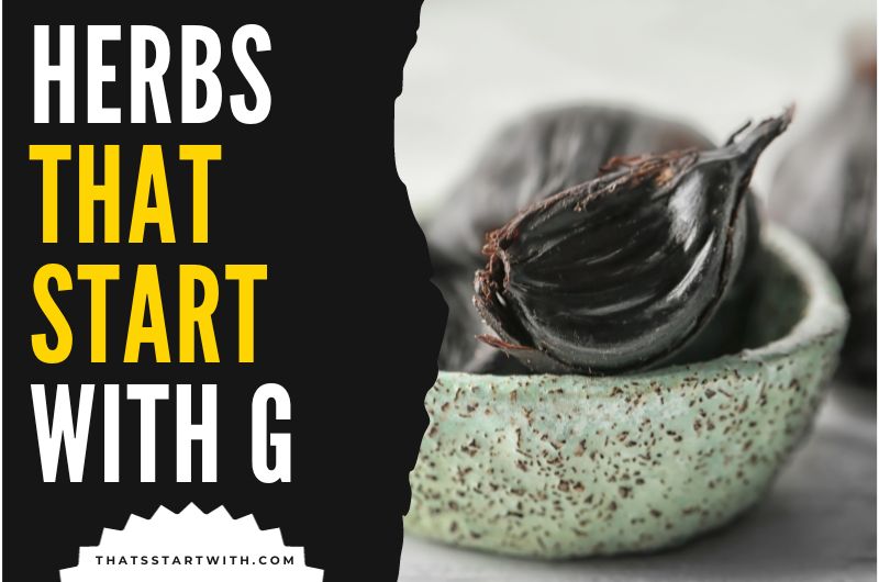 Herbs That Start With G