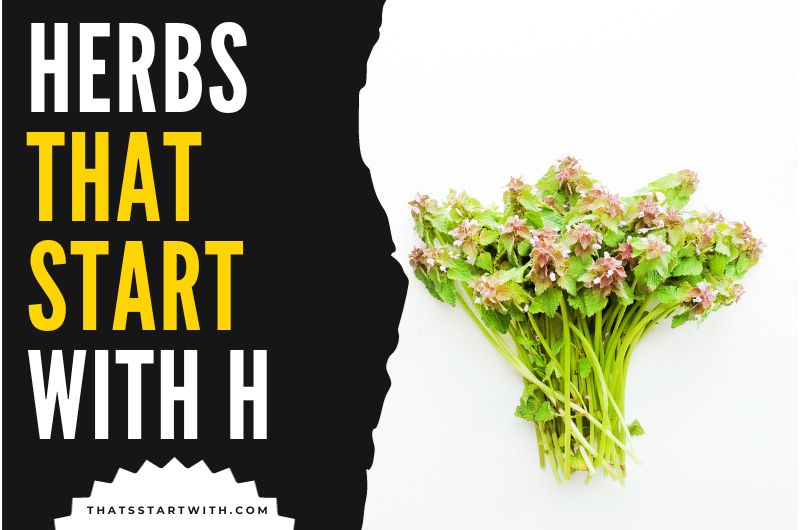 Herbs That Start With H