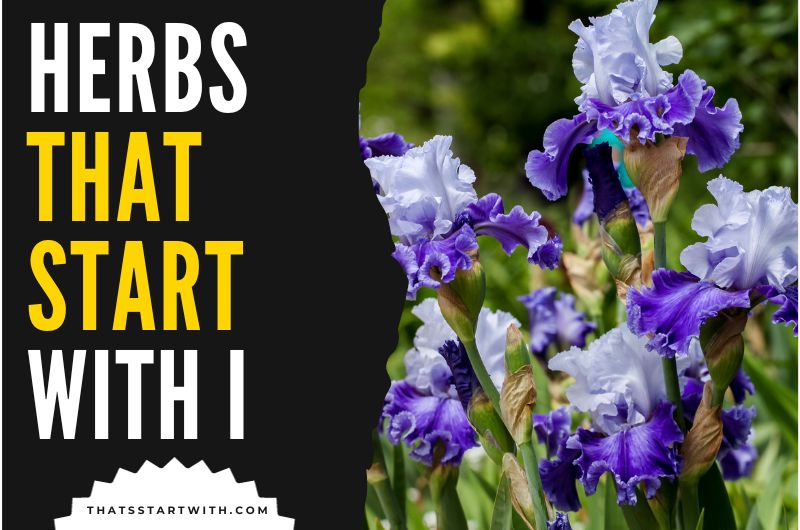 Herbs That Start With I
