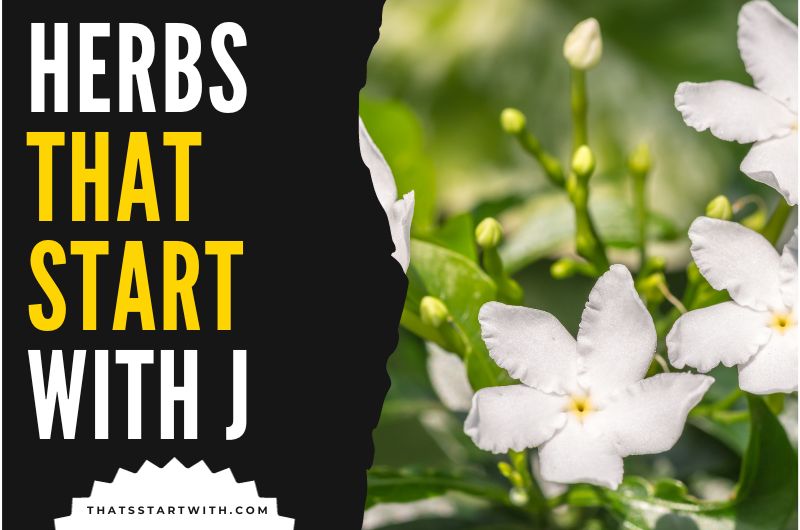 Herbs That Start With J