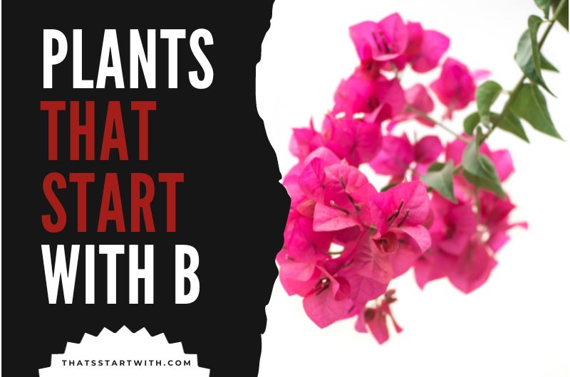 Plants That Start With B