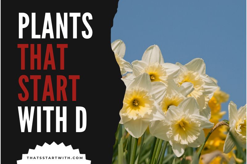 Plants That Start With D