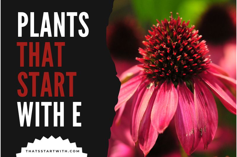 Plants That Start With E