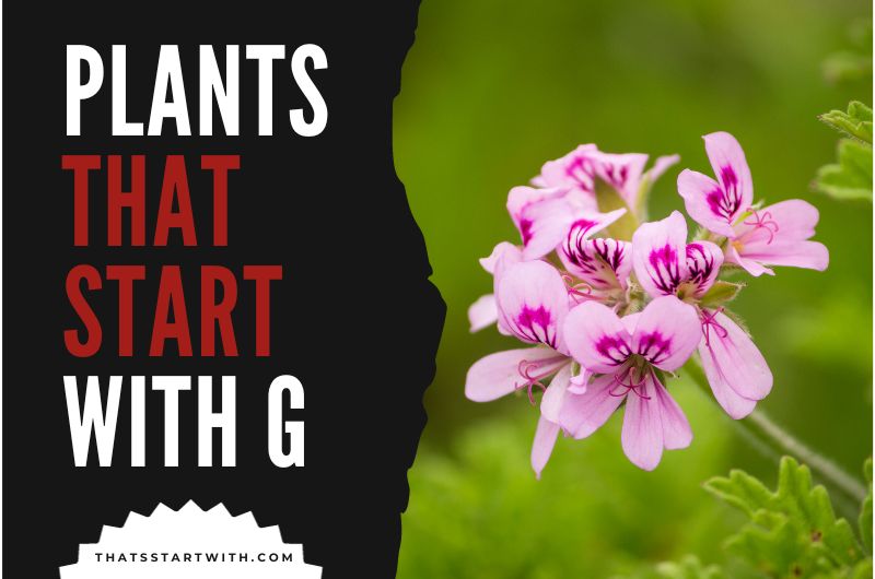 Plants That Start With G
