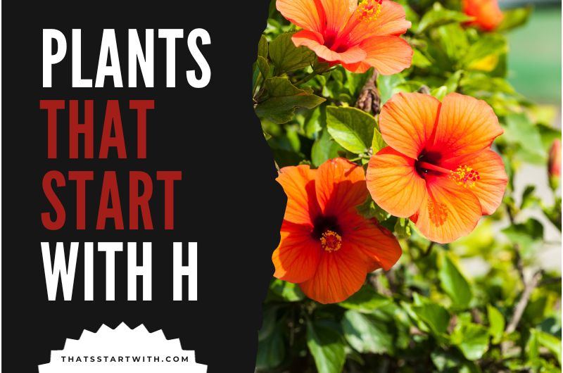 Plants That Start With H