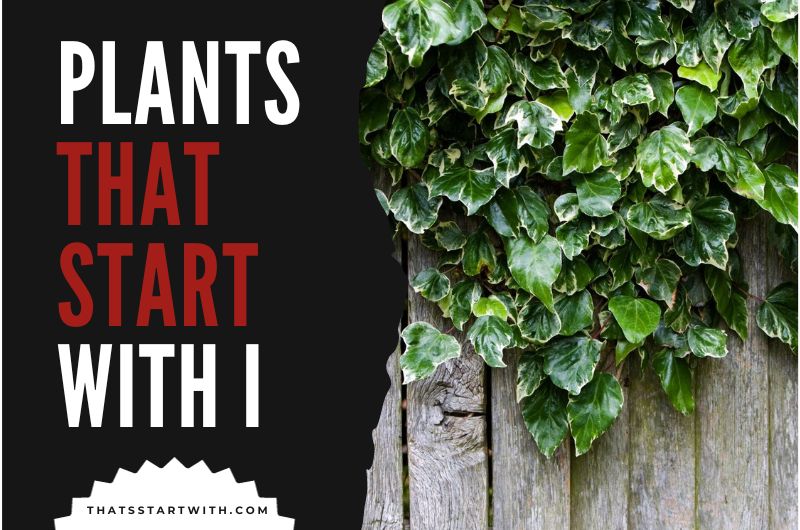 Plants That Start With I