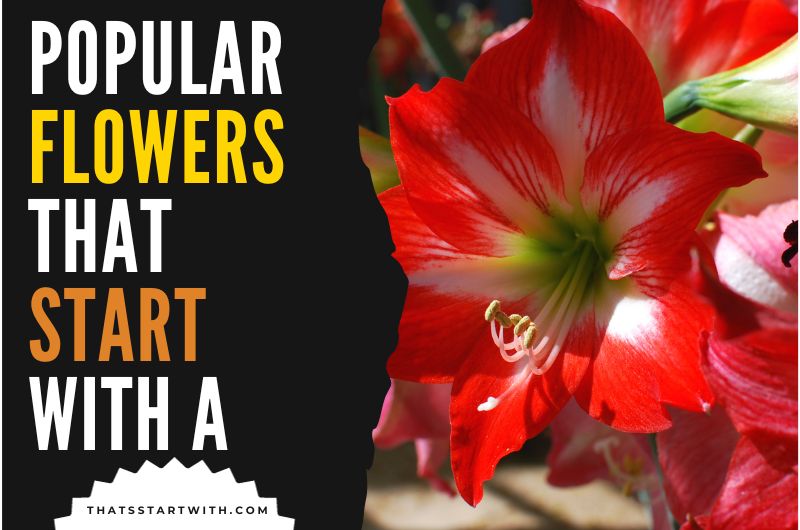 Popular Flowers That Start With A