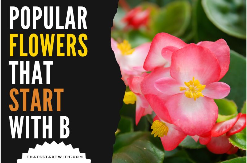 Popular Flowers That Start With B