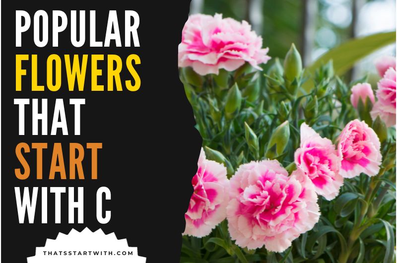 Popular Flowers That Start With C