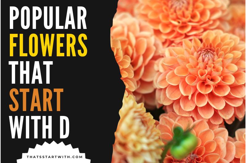 Popular Flowers That Start With D